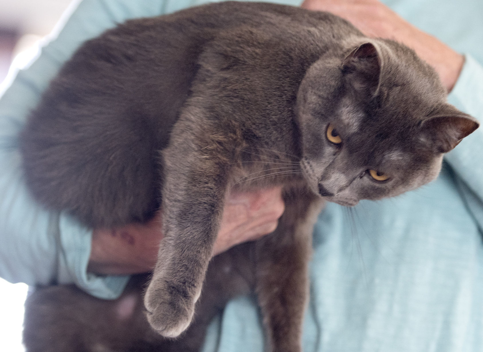 Declining health and pets